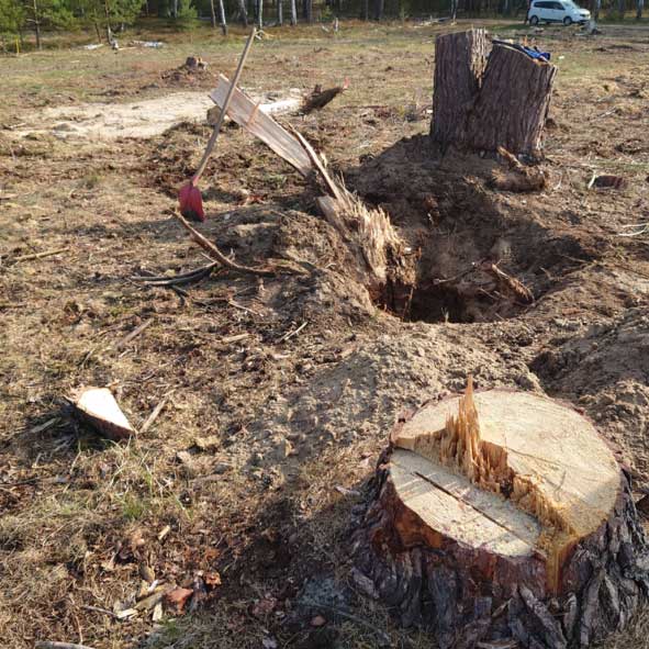 images/Referenzen/Ameisenumsiedlung_2022.jpg#joomlaImage://local-images/Referenzen/Ameisenumsiedlung_2022.jpg?width=591&height=591