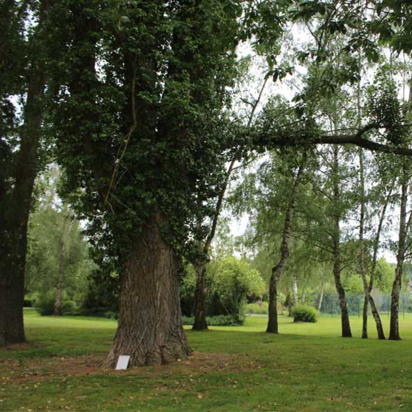 images/Referenzen/Baumgutachten_Erhaltung_Bodenwerder_2022.jpg#joomlaImage://local-images/Referenzen/Baumgutachten_Erhaltung_Bodenwerder_2022.jpg?width=591&height=591