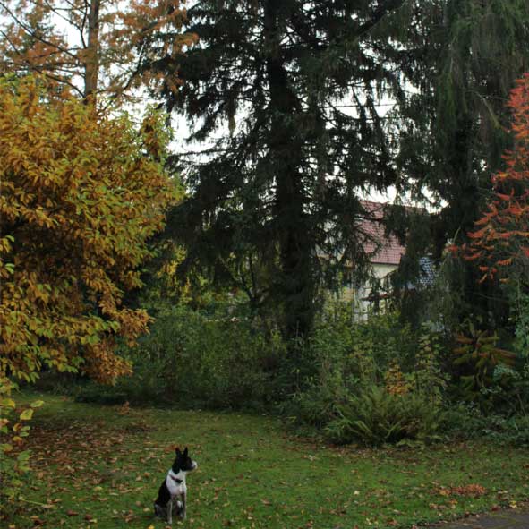 images/Referenzen/Einzel-Baumgutachten_Privatgarten_Goettingen_2021_Referenz.jpg#joomlaImage://local-images/Referenzen/Einzel-Baumgutachten_Privatgarten_Goettingen_2021_Referenz.jpg?width=591&height=591