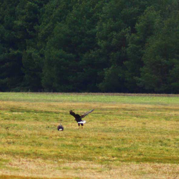 images/Referenzen/Seeadler-Kartierung_Wiesenburg_2021.jpg#joomlaImage://local-images/Referenzen/Seeadler-Kartierung_Wiesenburg_2021.jpg?width=591&height=591