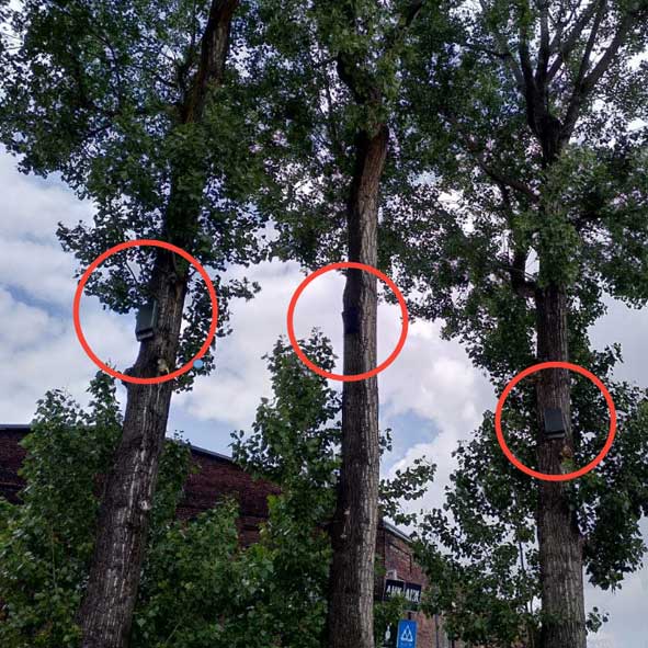 images/Referenzen/UBB_Fledermaeuse_Koeln_2022.jpg#joomlaImage://local-images/Referenzen/UBB_Fledermaeuse_Koeln_2022.jpg?width=591&height=591