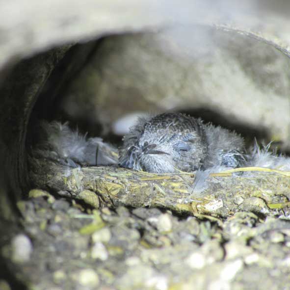 images/Referenzen/UBB_Wehrturm_Eierturm_Mauersegler_Jueterbog_2022.jpg#joomlaImage://local-images/Referenzen/UBB_Wehrturm_Eierturm_Mauersegler_Jueterbog_2022.jpg?width=591&height=591