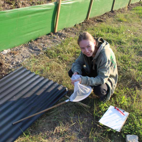 images/Referenzen/Zauneidechsen_Artenschutz_Rosenbauer_2022.jpg#joomlaImage://local-images/Referenzen/Zauneidechsen_Artenschutz_Rosenbauer_2022.jpg?width=591&height=591